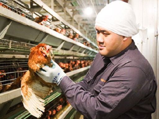 トップ卵ファーム　株式会社